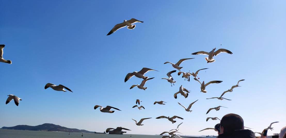 海鸥戏春岸，威海幸福门海岸海鸥相聚成群引游客投喂