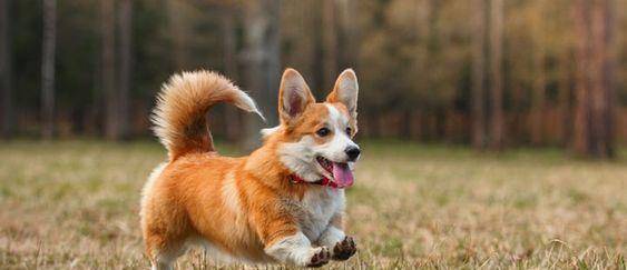 观点评论|柯基风靡全球,但本地人却把它当土狗,不喜欢的原因主要有3个