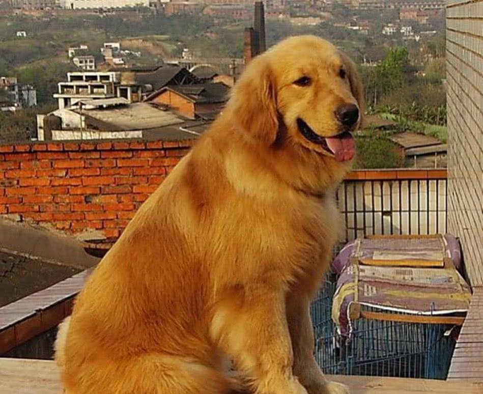 观点评论|柯基的“短腿基因”太强大，跟它混血的狗全像被“砍去一半腿”