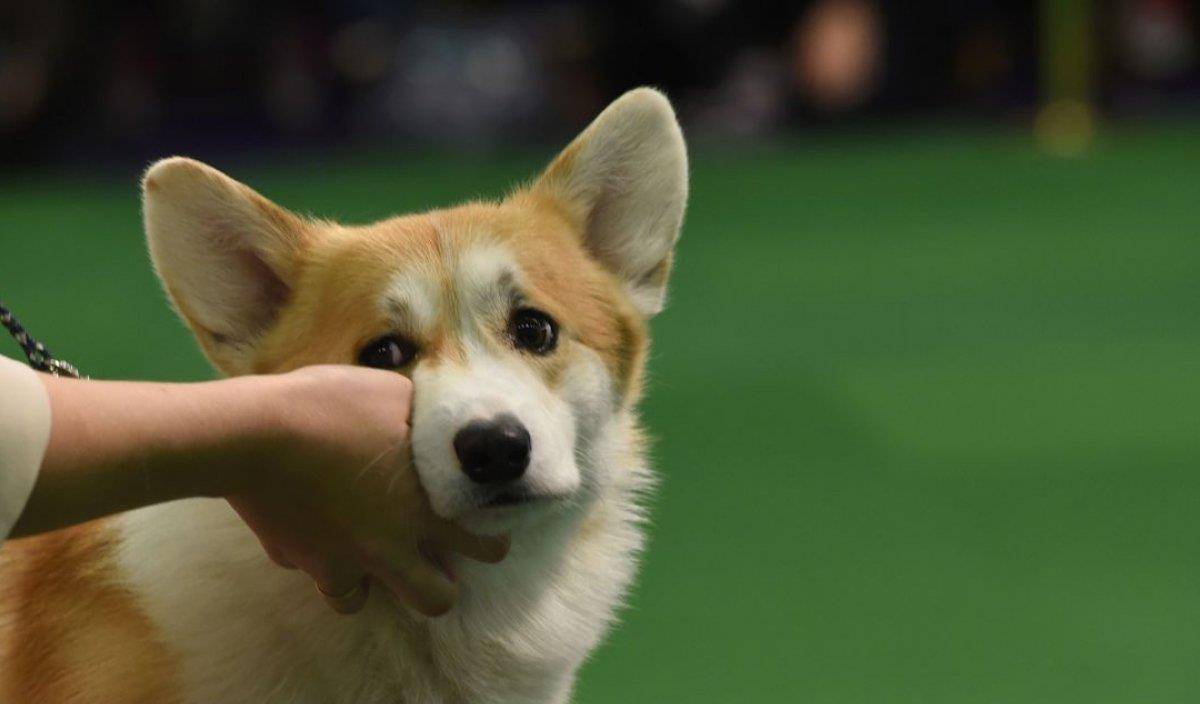 观点评论|柯基风靡全球,但本地人却把它当土狗,不喜欢的原因主要有3个