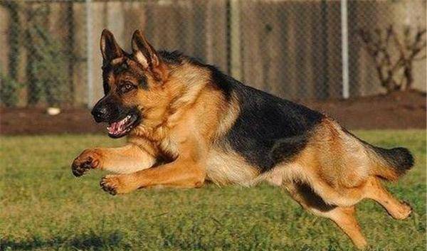 地球上5大最受欢迎的工作犬 金毛和拉布拉多上榜 你养了吗 猎犬