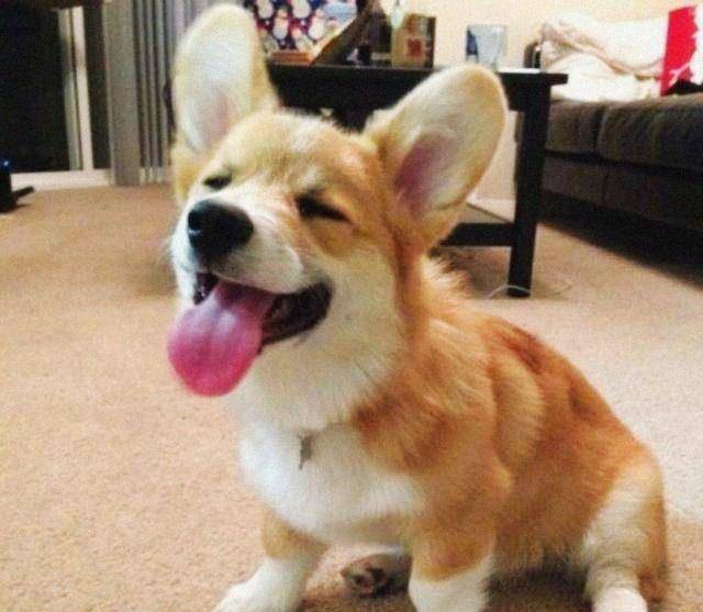 观点评论|哈士奇和比特犬打架，使出绝技亲吻对方，网友：太厌恶了！