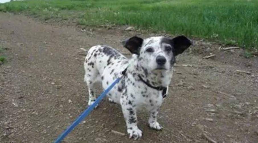 观点评论|短腿柯基和金毛、哈士奇生的宝宝，跟闹着玩儿似的