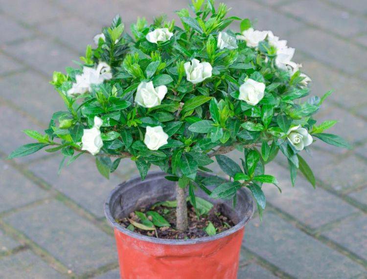 怎么快速让花苞开花 0b54f8a5e95f48b98075f2c9a642704c.jpeg