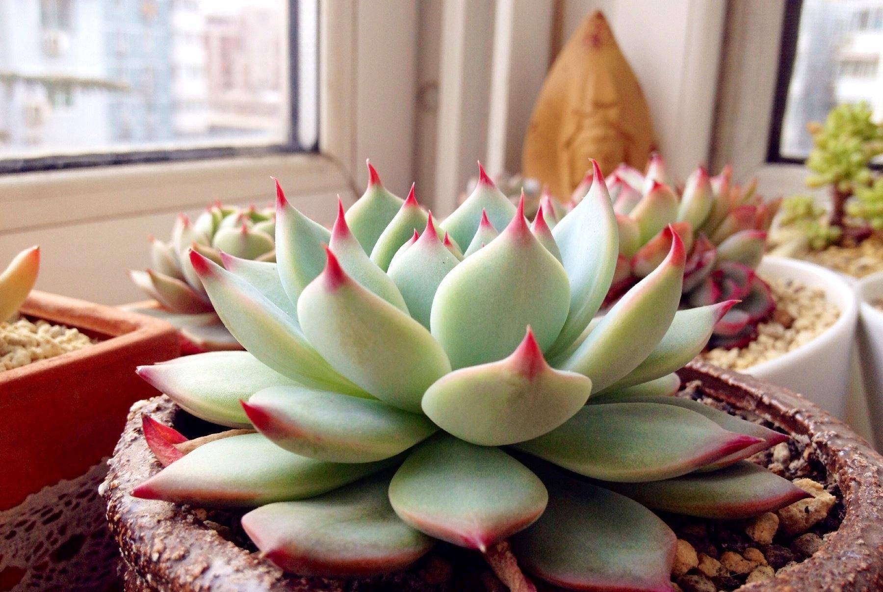 多肉小朋友视频 0fc4ff7725204e1da3f28bd296252304.jpeg