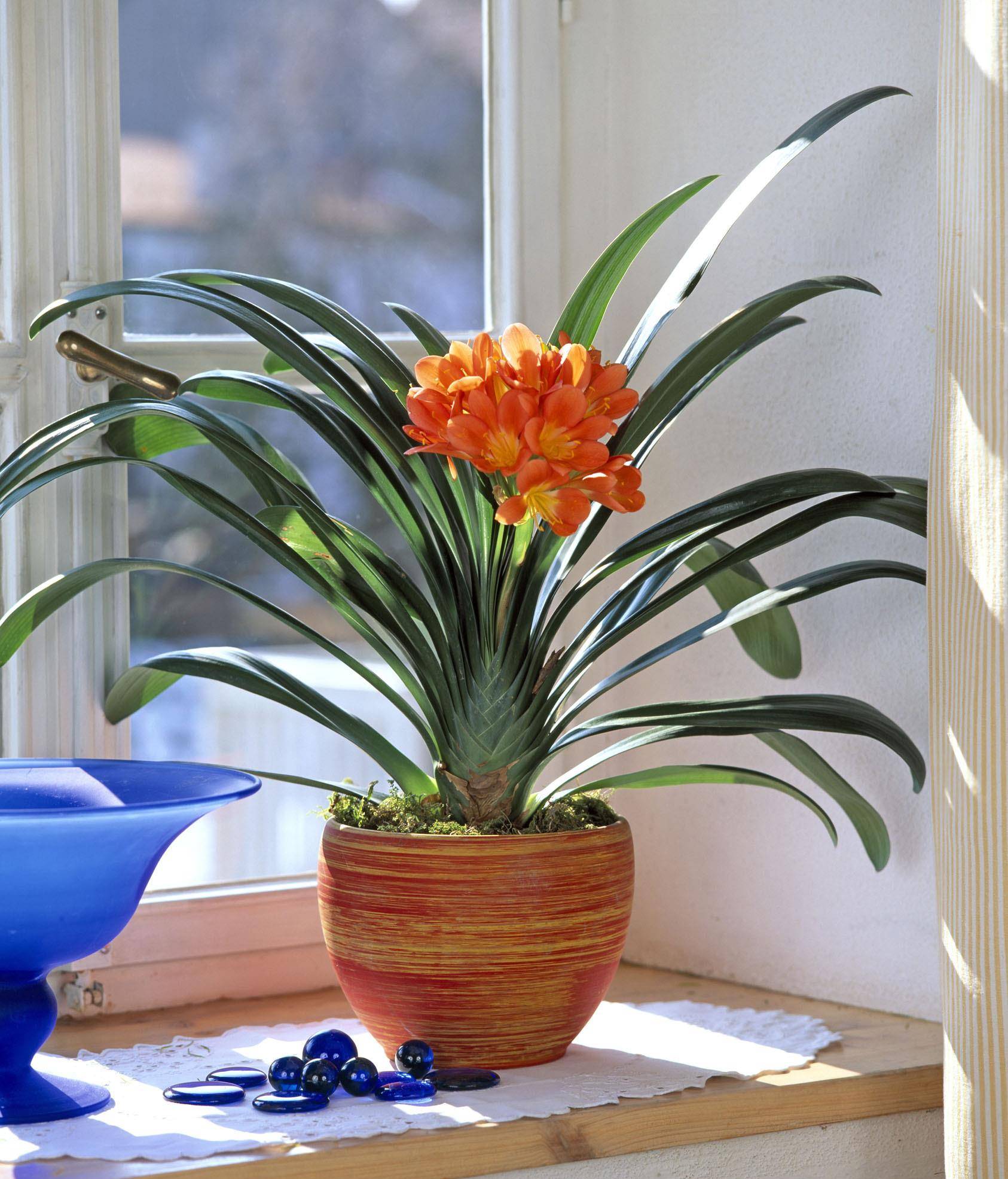 君子兰烂根,不开花?主要是没有避开这三怕,你知道哪三怕吗