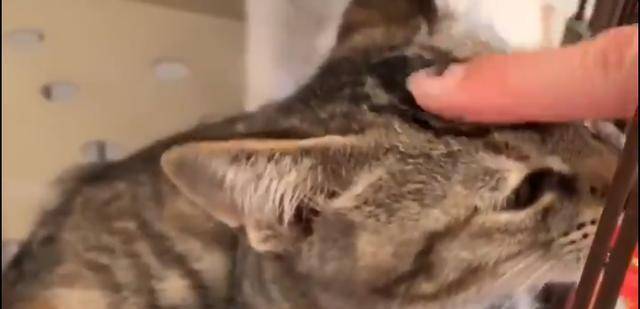 猫咪|主人给小猫喂零食，猫咪哈气凶人，吃到零食后秒变软萌猫