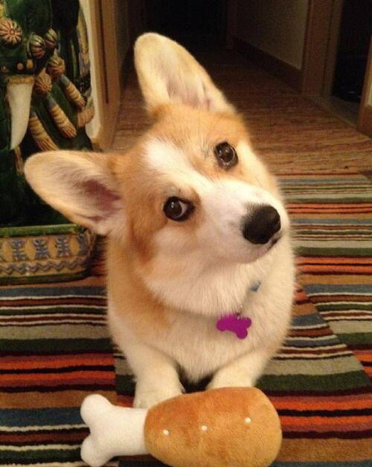 观点评论|一位“养基人”的倾诉——那些年跟柯基的爱恨情仇！