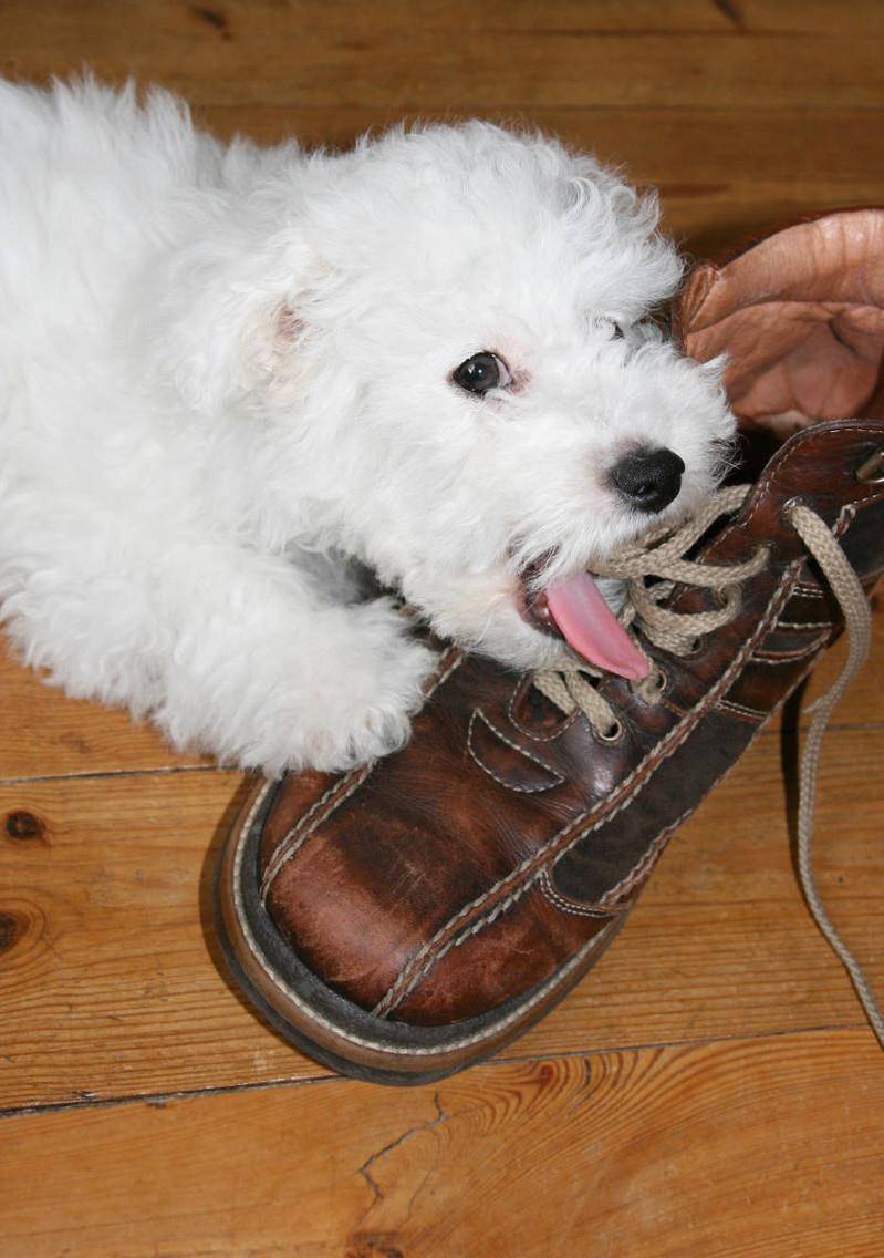 怎么描写小狗的淘气 4b9dfb3e719348b39bc57df4d0955c6d.jpeg