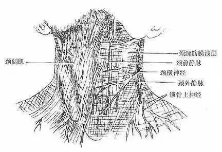 恆美網18歲的臉搭配38歲的脖子頸紋就是你的年輪