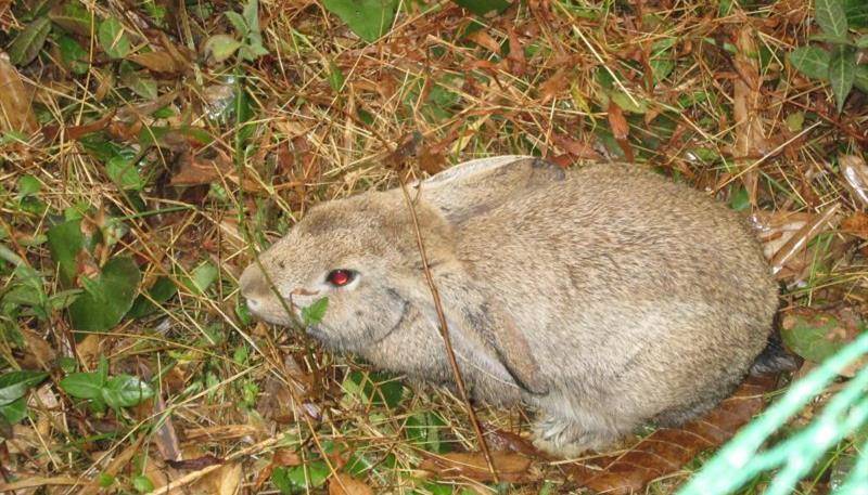 因为|野外兔子不爱吃草，食谱非常“剽悍”，宠主：见到野兔绕道走