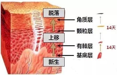 方法|想要健康白皙的皮肤，这 6 种科学美白的方法必不可少-MoodRose干货