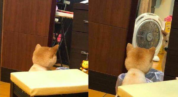 猫咪|主人把二哈剃成驴，把猫咪剃成“哥斯拉”，还给柴犬剃了个背带裤
