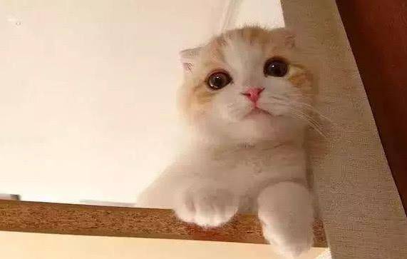 猫咪怎么才能亲近主人 bc3501b69be04f9ea441e334e602b4b0.jpeg