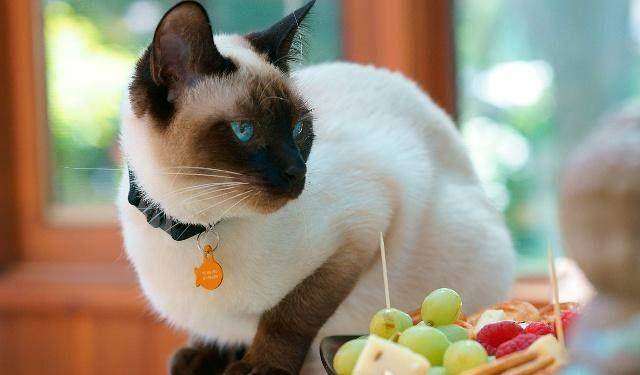 网友捡到了一只黑猫 看到毛色就觉得它有故事 猫 我恨暹罗猫