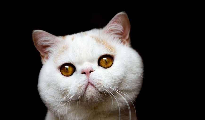 动画片|适合家庭饲养的小天使加菲猫，文静又能逗你开心，赶紧养一只吧