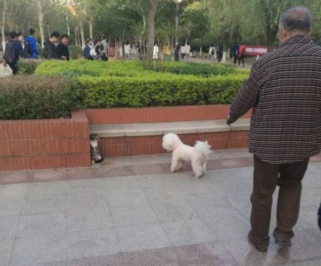 大爺遛狗沒牽繩, 比熊在公園放飛自我, 結果貓咪被嚇懵逼 萌趣萌寵 第2张