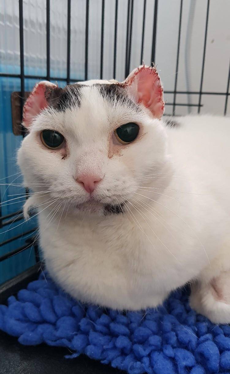 长得像泰迪熊的猫 因为患皮肤癌而不得不切去一半耳朵 东方