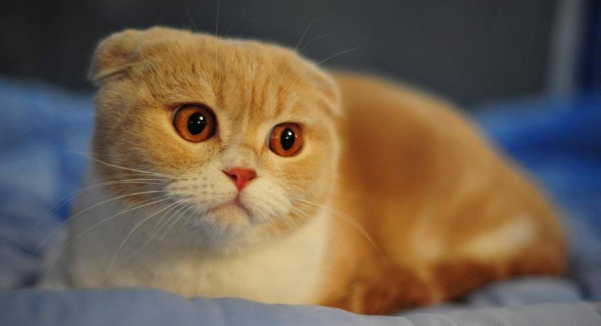 怎么做玩具小猫的家 e78ed8cd705a44a59795d1ee1628e0ce.jpeg