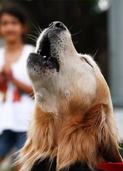 最奇葩的动物吉尼斯记录 最后一项是巨型兔子 身长1 34米重44斤 世界