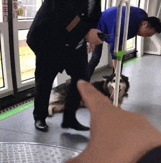 天氣太熱狗狗電車蹭空調, 狗狗: 別攆我走, 說什麼也不好使 萌趣萌寵 第3张