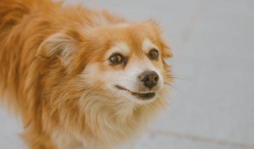 智商|想知道自己家狗狗智商到底有多高?用这几种方式就可以测试出来