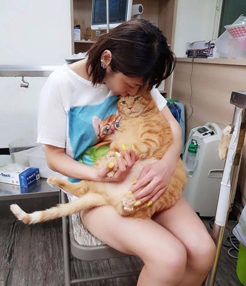 什么|主人究竟做了什么？竟让家里17只猫狗瞬间聚集来“讨债”