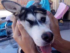 智商|主人让二哈去喊女儿起床,进去后半天没动静,主人一看气得想打它