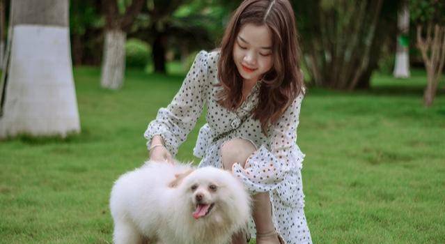 因为|博美犬把你当父母，会有这7种表现，中3个以上都很幸福！