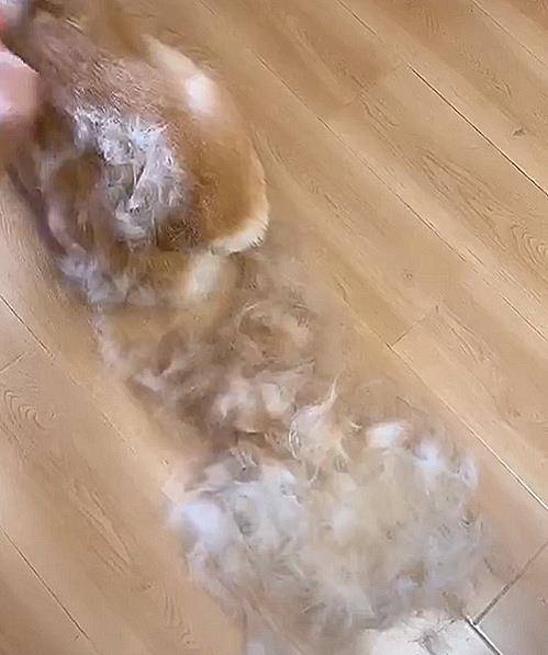 小狗|主人给掉毛基梳毛,掉毛量惊人!主人:感觉梳下来了一只狗的毛!