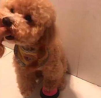 泰迪智商排名第几_柴犬智商排名第几(2)