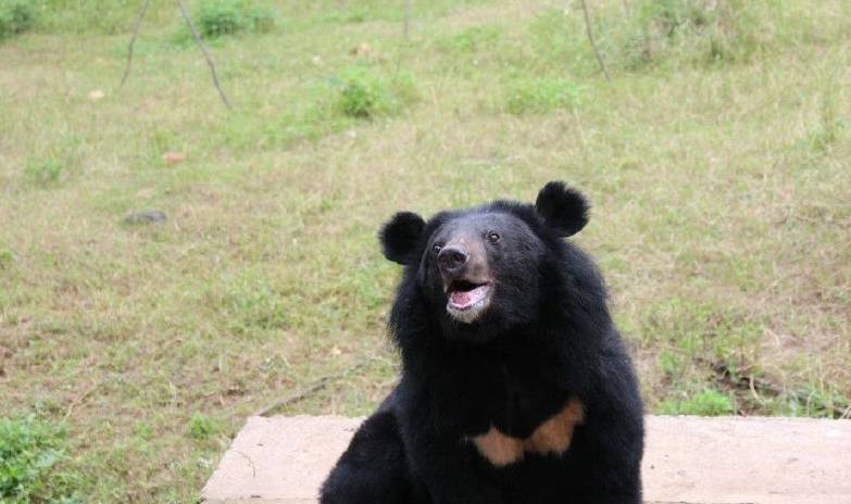 动物咬合力排名_咬合力第一的动物