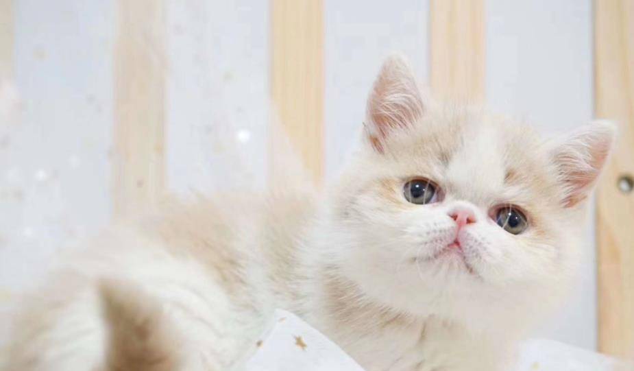 波斯|新手养猫哪种比较好，为什么要选择它，这5个理由够不够