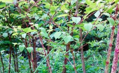 我国|在国内名气很大，80后把它当零食吃，1斤12元，国外却臭名昭著