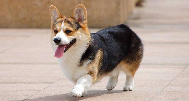 眼睛|你养的柯基很有可能是“串串柯基”，快来看纯种柯基的5个特征