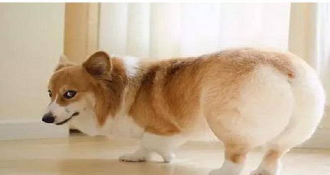 眼睛|你养的柯基很有可能是“串串柯基”，快来看纯种柯基的5个特征