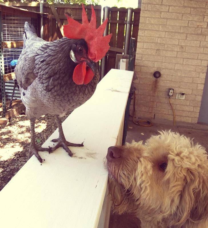 什么|像人类一样去互动,这些可爱的小动物简直成精啦