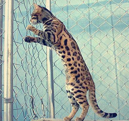 蒜头猫多少钱买的 74fda54aace54211aab557cb9102eacc.jpeg