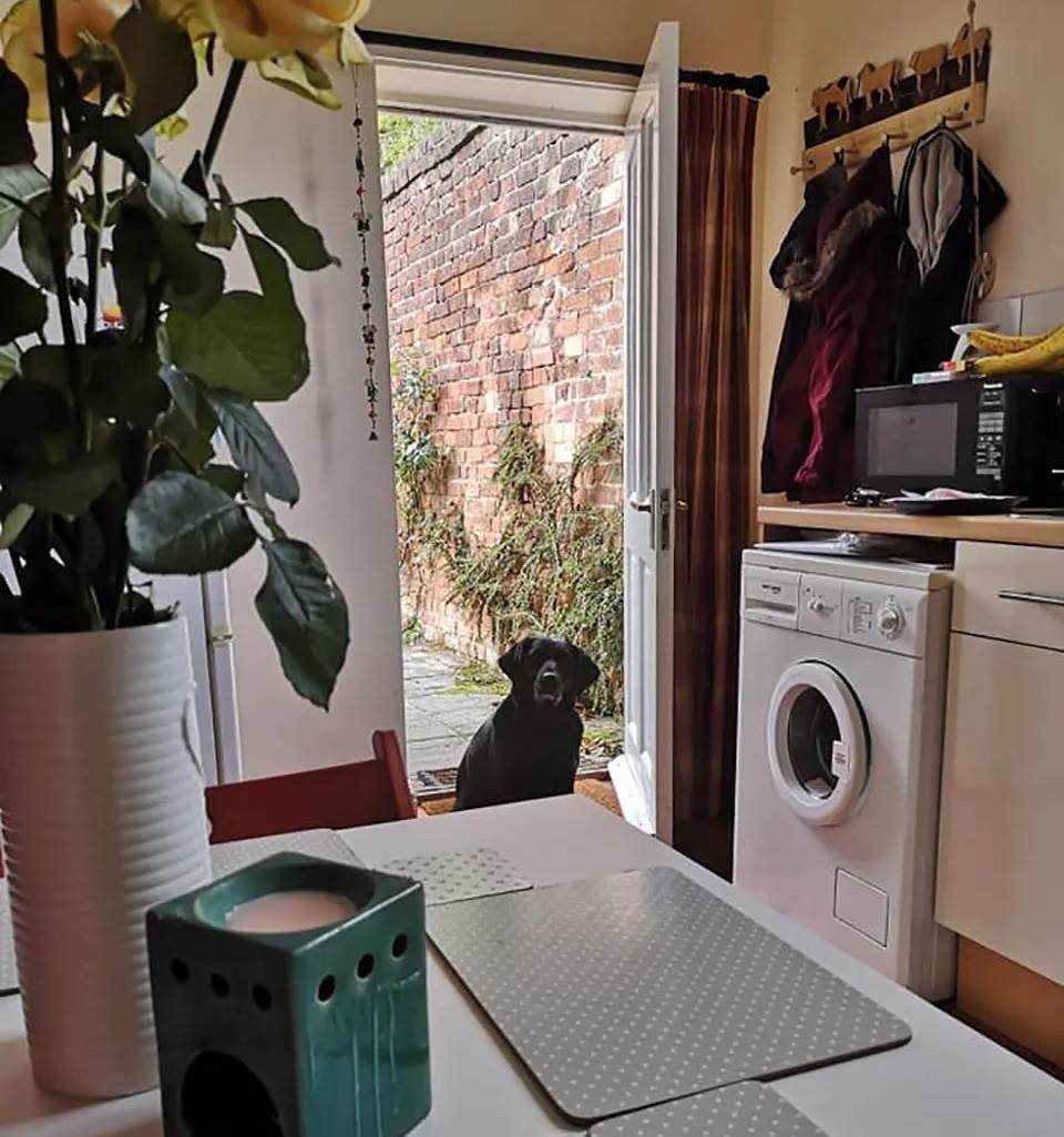 Sophie|女生失恋却意外收获暖心汪贴身守护，每天与女生共进早餐：有我呐