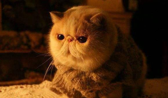 什么|最容易骗的六种猫咪，一块小鱼干就能够带走，真傻啊！