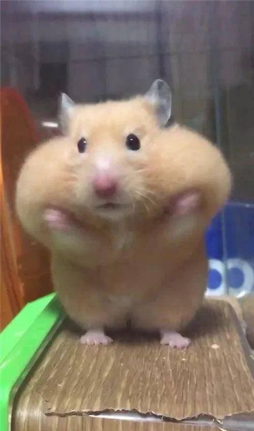 什么|日本网友晒“仓鼠”萌照圈粉，满屏圆滚滚，太可爱了