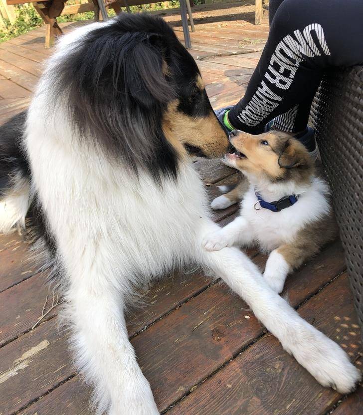 什么|像人类一样去互动,这些可爱的小动物简直成精啦