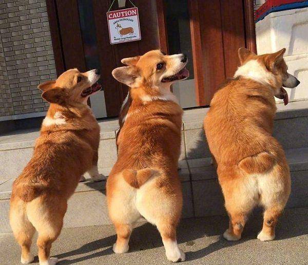 小汪|最容易跟宝宝达成共识的原来是狗