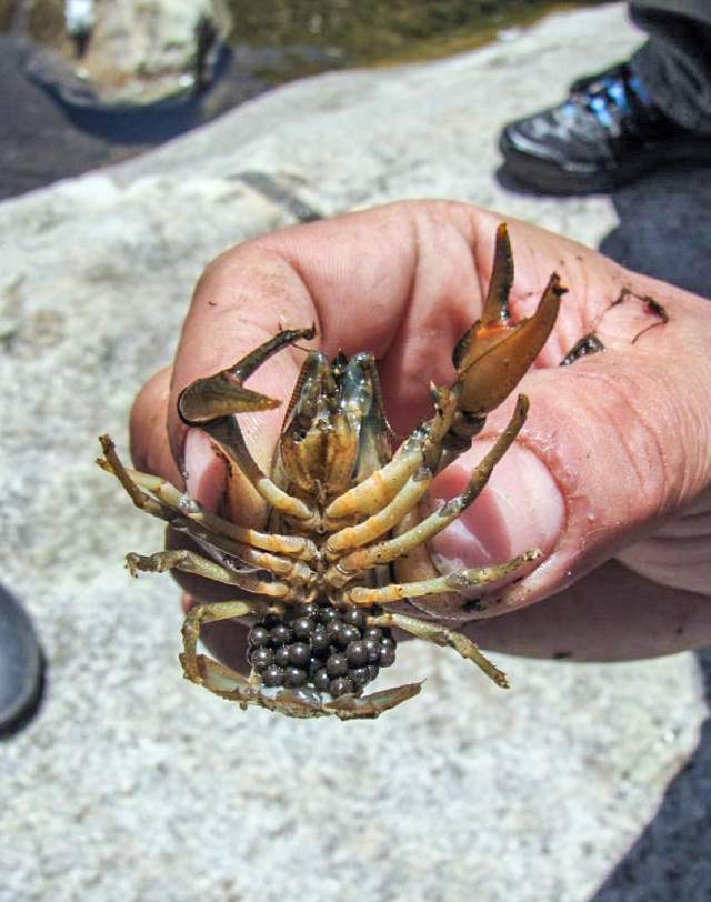 原创知青回忆钓蝲蛄几乎绝迹的中国土龙虾只能用青蛙抓