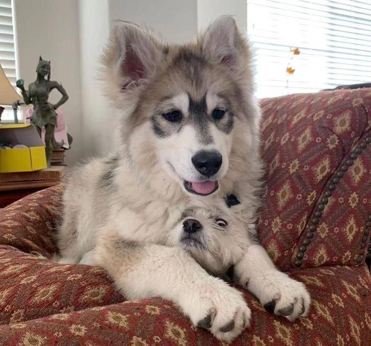 什么|像人类一样去互动,这些可爱的小动物简直成精啦