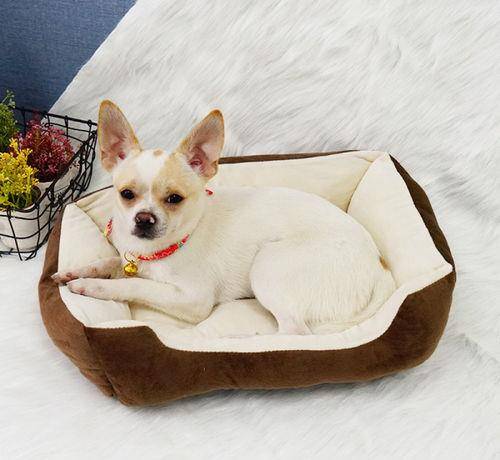 消毒液|养狗要备的9样“神器”，快来看看你缺了哪一样？