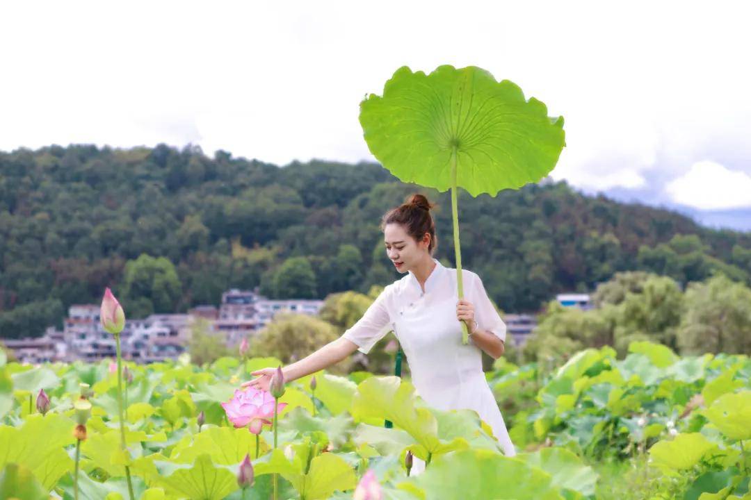 成为了|和顺古镇 | 水上印象 又是一年赏荷季