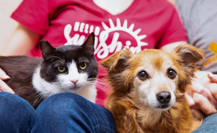 猫咪|家中小猫吃里爬外偷跑出门,原来是找邻居家狗狗,分享自己的零食