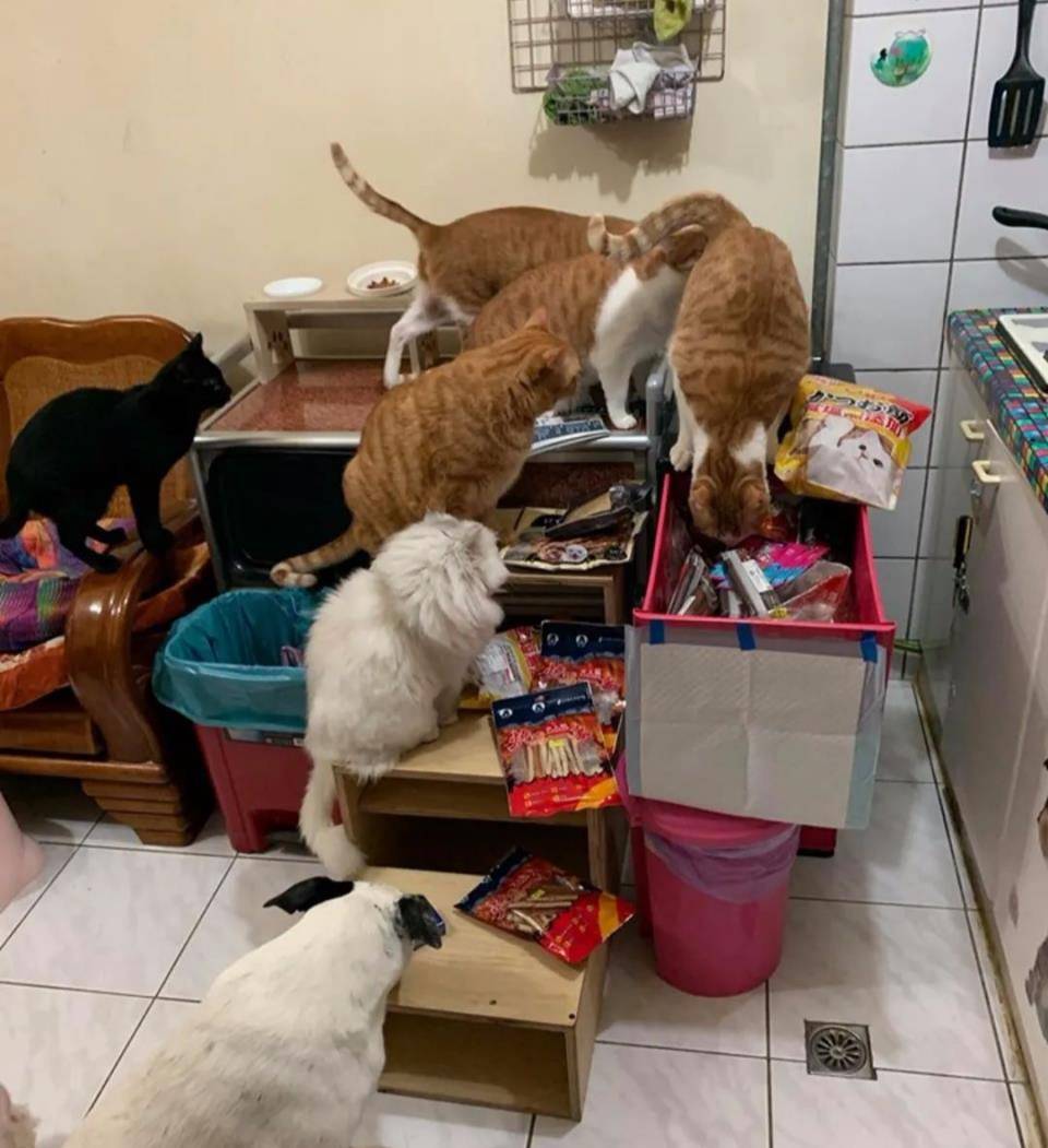 什么|主人究竟做了什么？竟让家里17只猫狗瞬间聚集来“讨债”