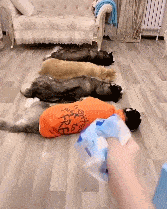 什么|哈士奇和金毛躺地上,听到零食的声音,二哈反应超快!